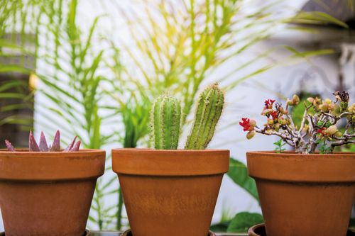 Free Three potted succulents and cacti in terracotta pots outdoors. Stock Photo