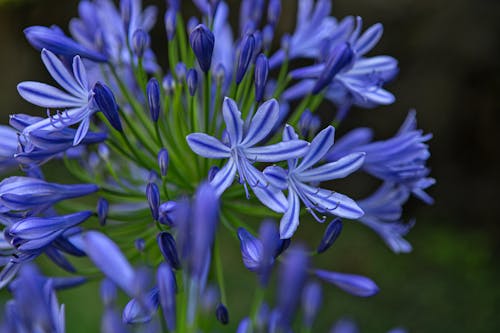 Free stock photo of beautiful, blooming, close-up Stock Photo