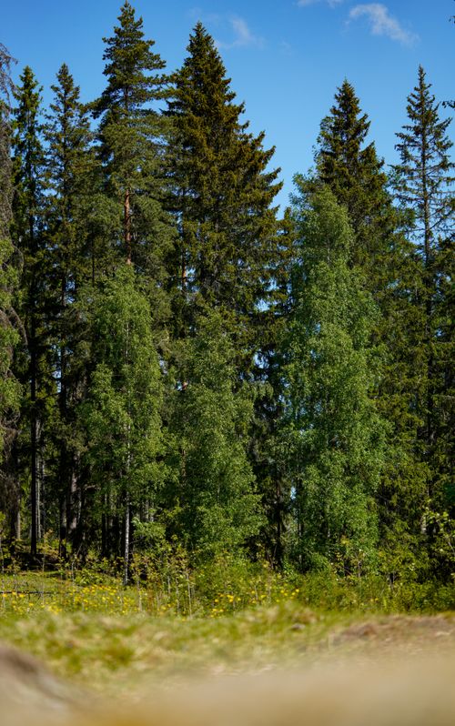 Free Tall conifer trees in a vibrant forest setting under a bright blue sky, showcasing natural beauty. Stock Photo