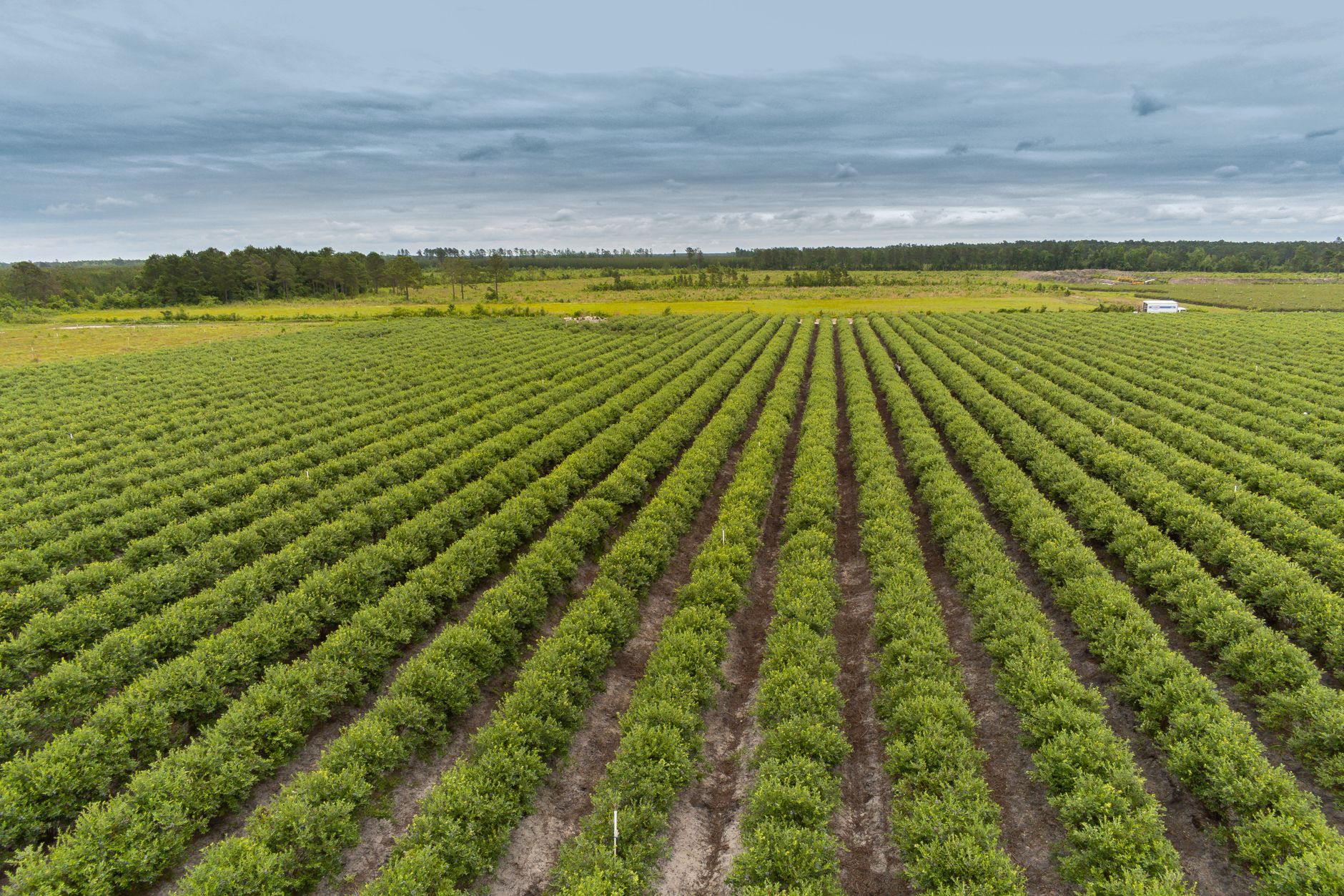 Expansive aerial view of a blueberry farm in rural North Carolina showcasing neat crop rows.