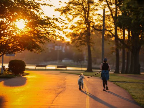 Free A woman runs with her dog on a scenic road during sunset in Stamford, CT park. Stock Photo