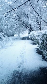 Enchanting winter scene of a snow-covered pathway lined with frosty trees and bushes.