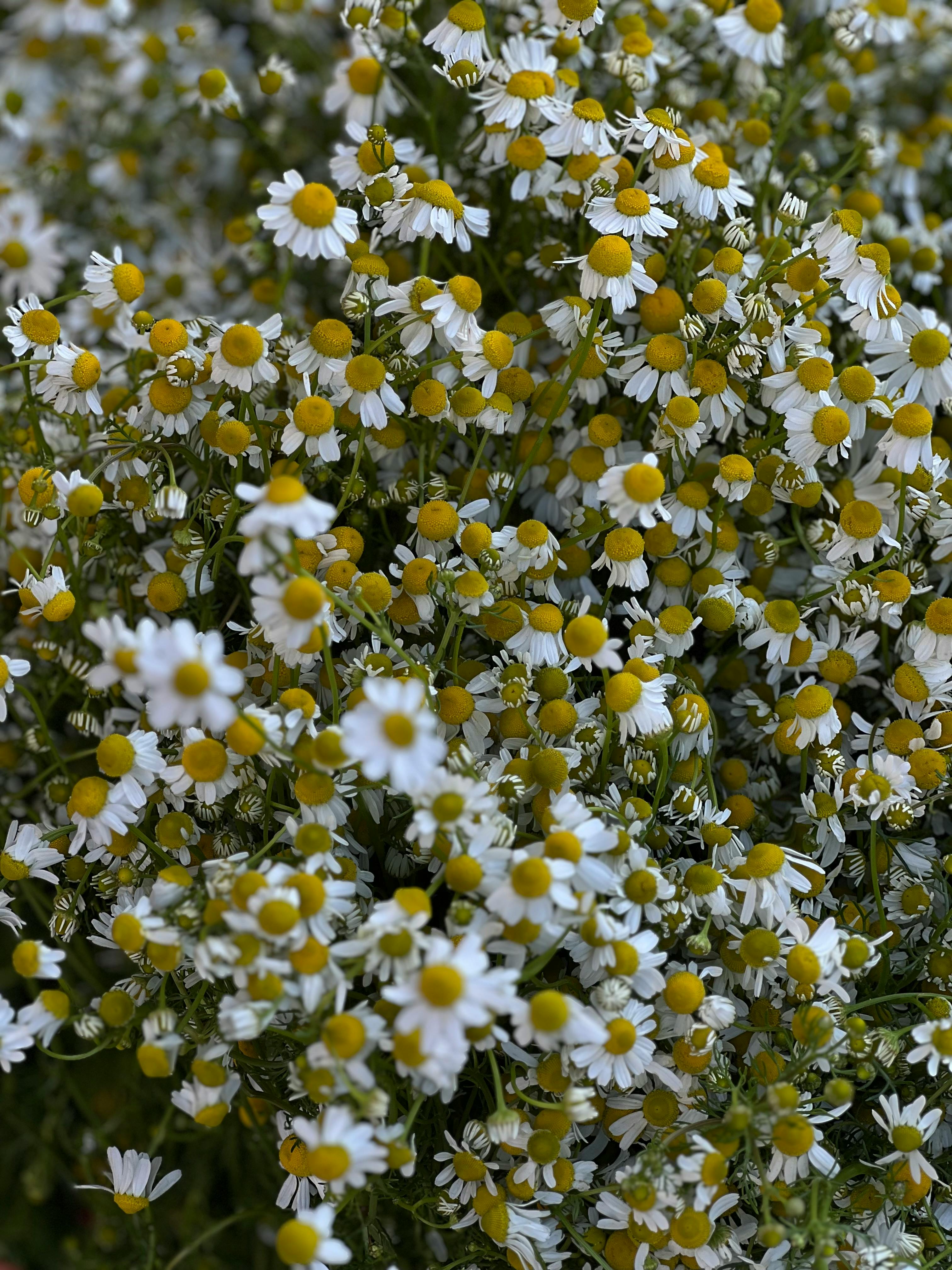 A lush collection of chamomile flowers showcasing their delicate white petals and yellow centers.