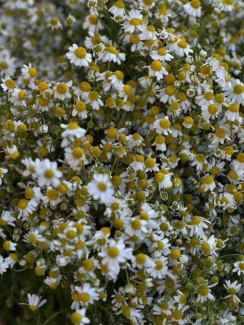 A close up of a bunch of white and yellow daisies