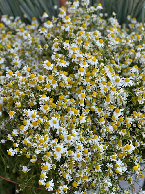 A close up of a plant with white and yellow flowers