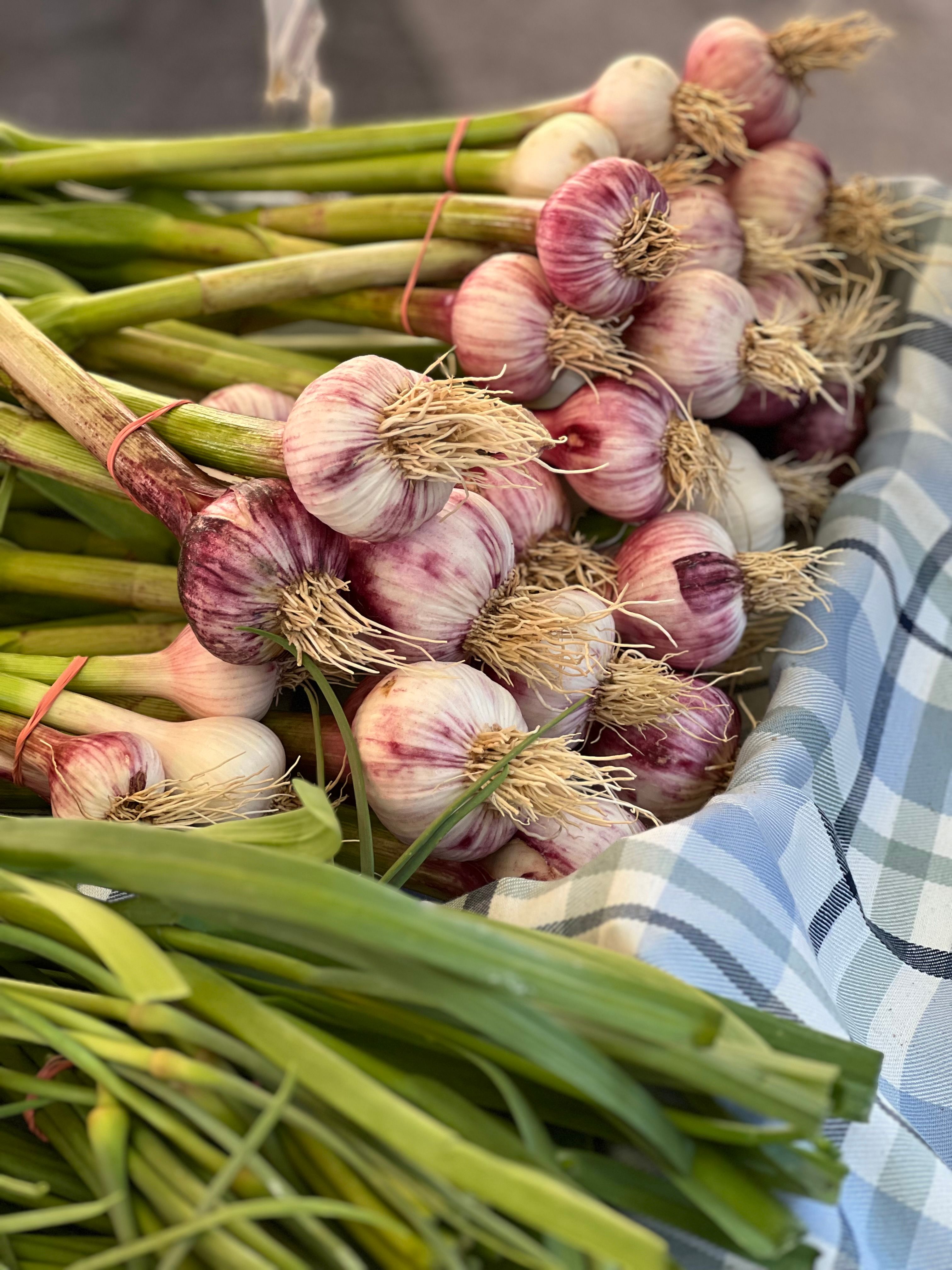 Maximizing Garlic Bulb Size: The Optimal Timing and Technique for Scape Removal and Mid-Season Boosts for Home Gardeners
