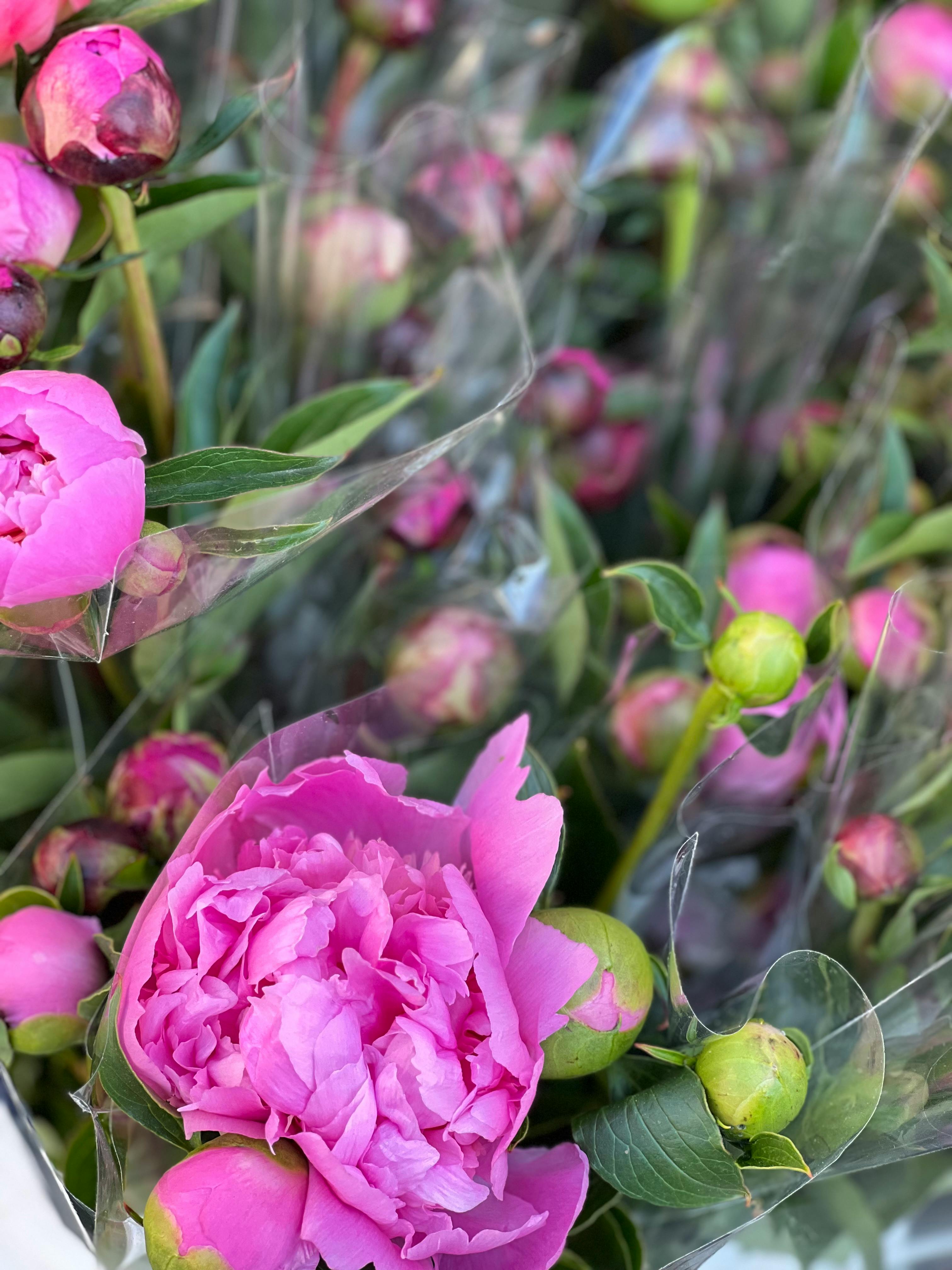 [ColoSach]-a-vibrant-display-of-fresh-pink-peonies-captured-in-full-bloom-with-rich,-green-foliage.