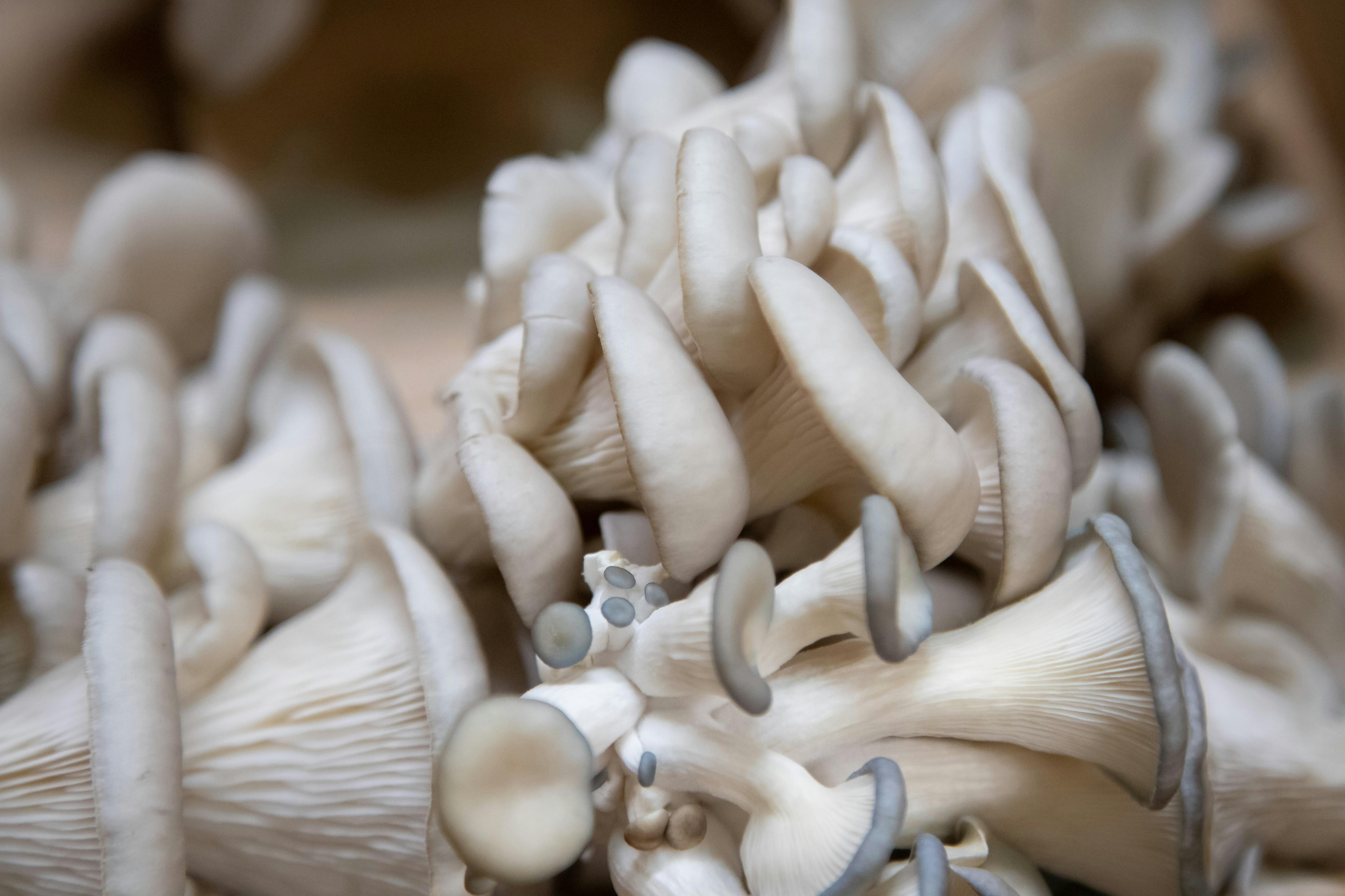 Micocultura Doméstica: Selección de Sustratos y Optimización Climática para Pleurotus Ostreatus