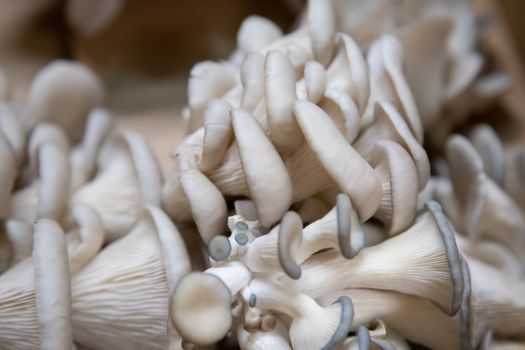 Uprawa grzybów psylocybinowych krok po kroku – kompletny przewodnik dla zaawansowanych 1 Detailed close-up of fresh oyster mushrooms with unique textures and colors.