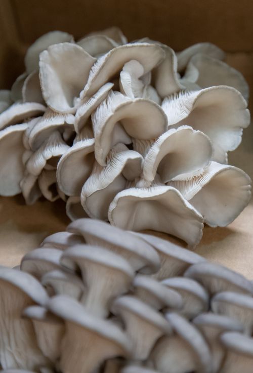 Oyster mushrooms in close-up