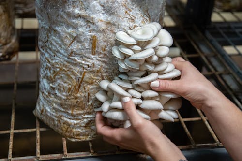A Person Harvesting White Mushrooms