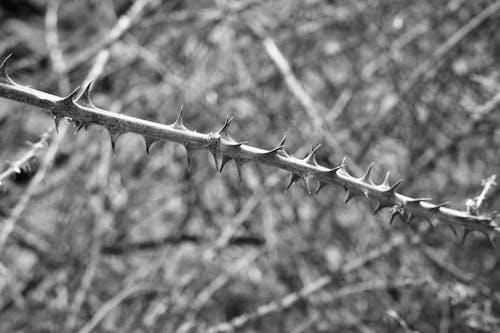 Imagine de stoc gratuită din alb-negru, fotografie de plante, iarnă