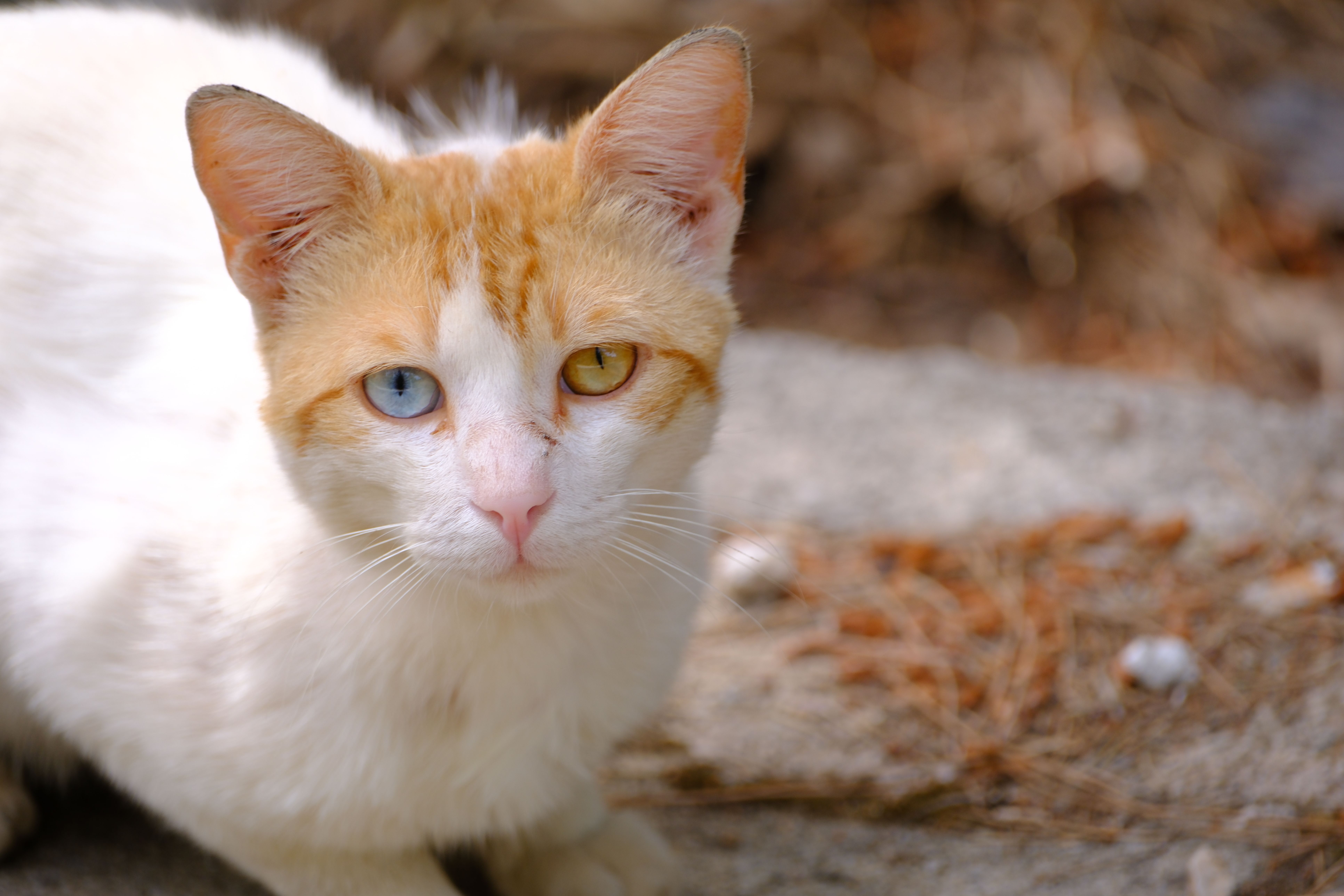 Portrait of a Kitten Sitting on a Stone · Free Stock Photo