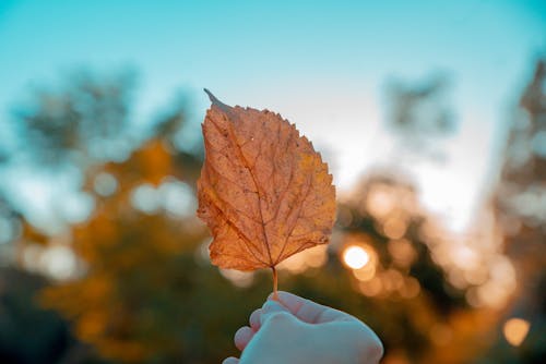 Kuru Yaprak Tutan Kişinin Fotoğrafı