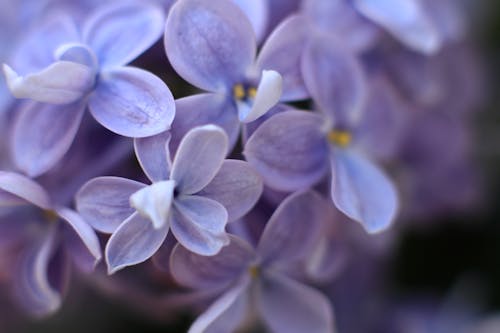 Fotos de stock gratuitas de amarillo, azul, flor