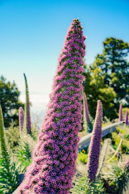 Foto profissional grátis de boraginaceae, Espanha, flora