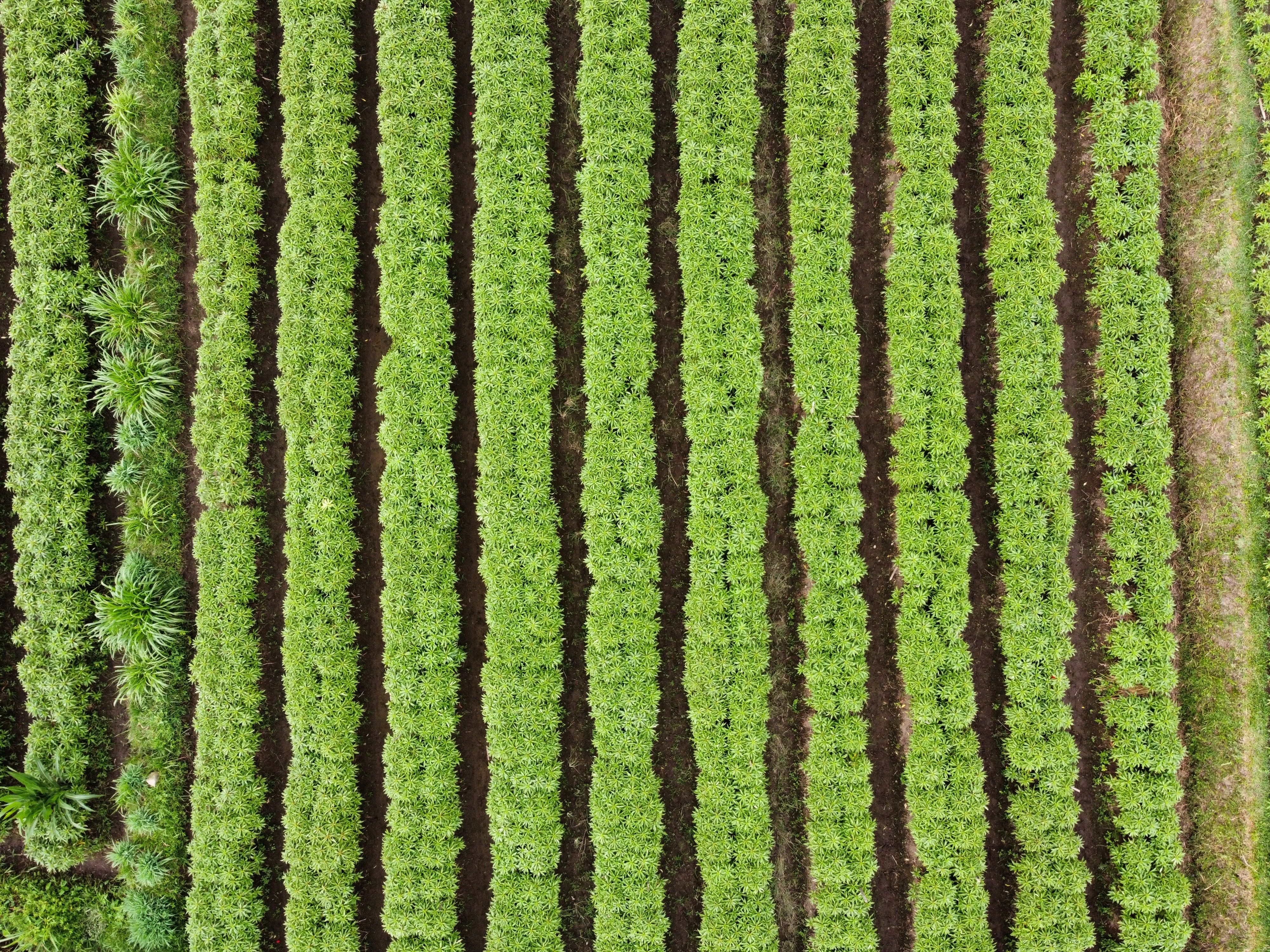Drone shot highlighting lush green striped fields embodying nature and agriculture.