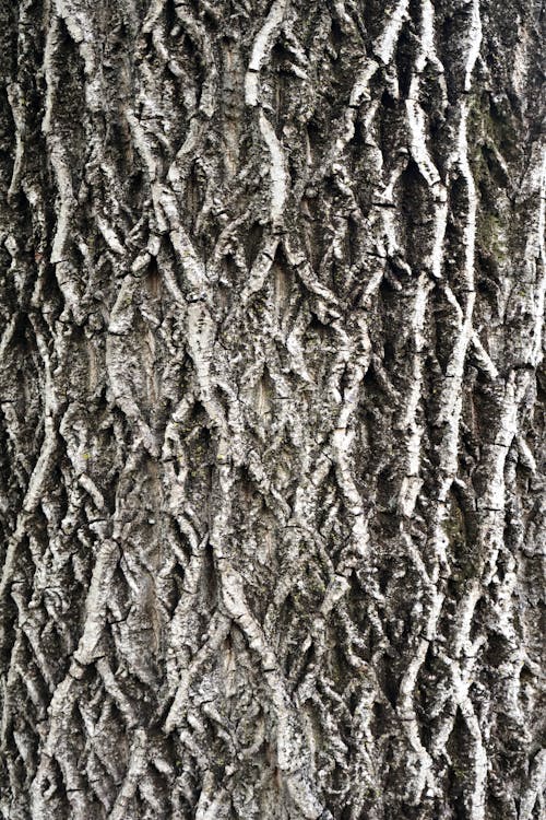 Corteccia di albero