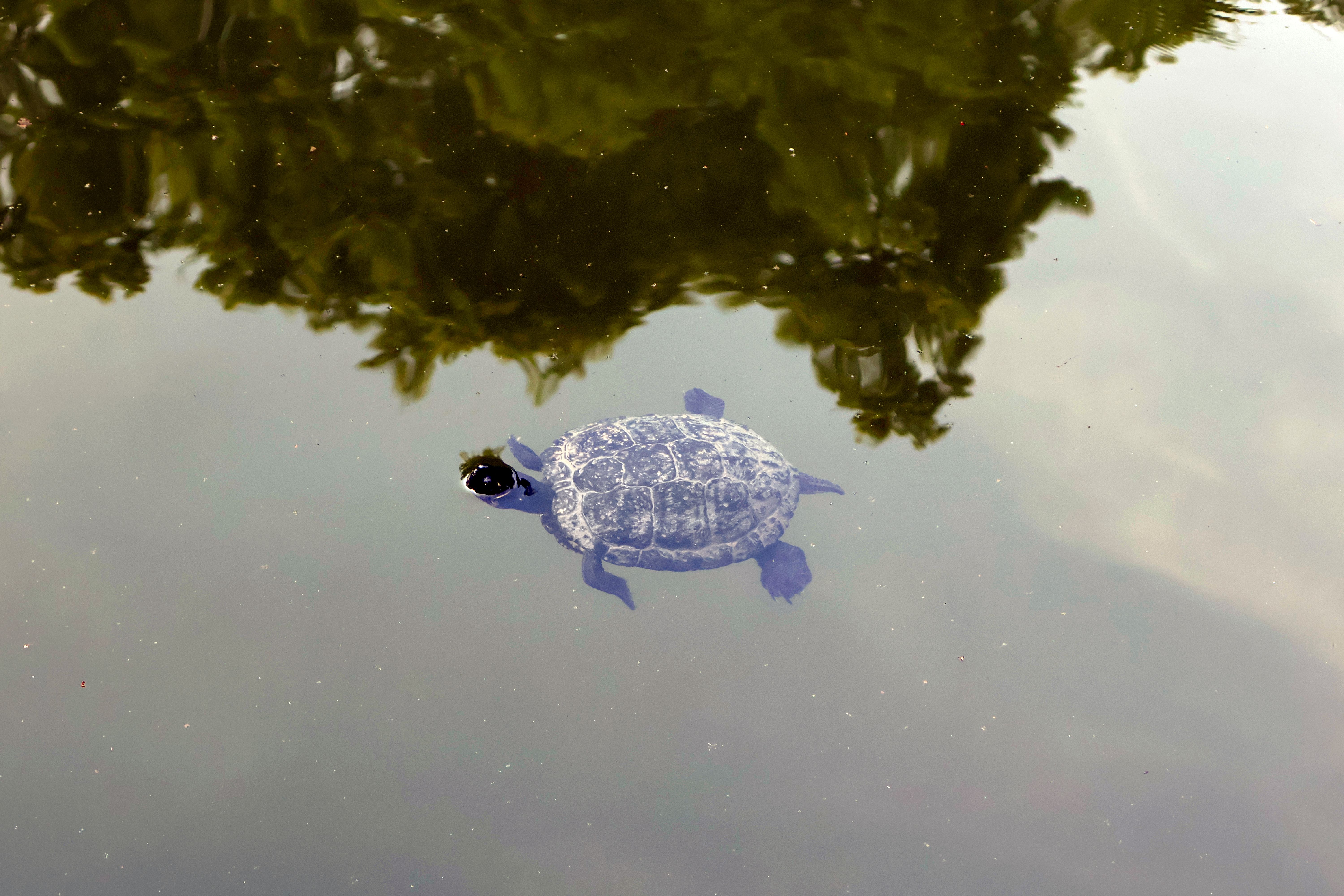 A turtle swims peacefully in a pond with trees reflected, captured in Monza, Italy.