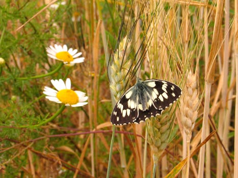 Close-up of a marbled white butterfly perched on wheat stalks with daisies in a summer field.