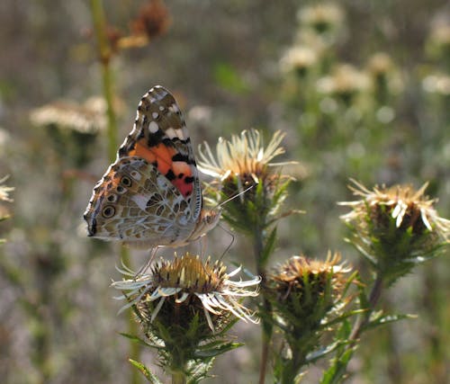 Gratis stockfoto met aan boord, antenne, aviate