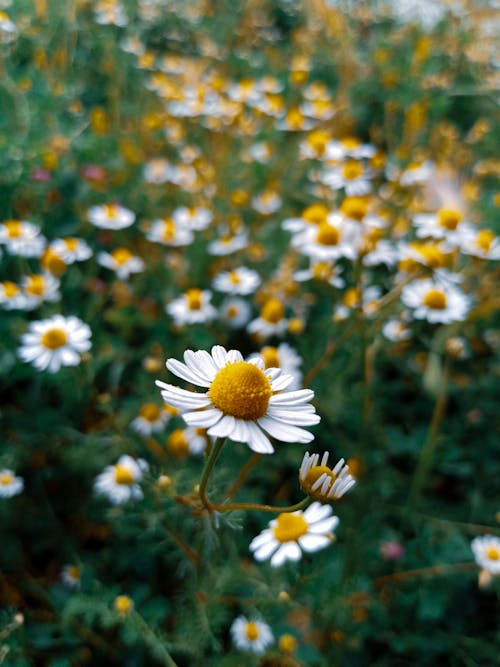 A field of white and yellow daisies with green leaves