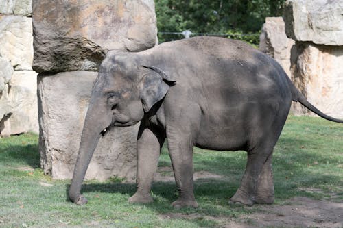 Gratis arkivbilde med baby elefant, bagasjerom, buskap