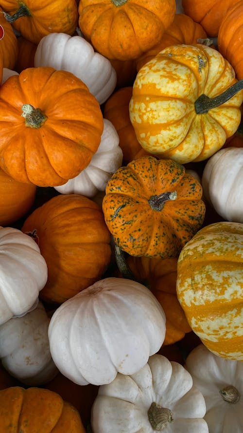 A close up of many pumpkins and squash