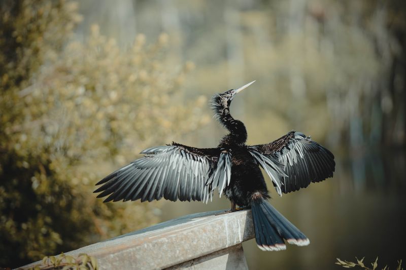 Cormorant bird at Merritt Island National Wildlife Refuge, Florida