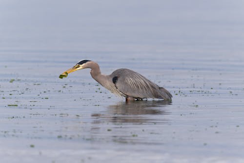 Free stock photo of fishing, heron