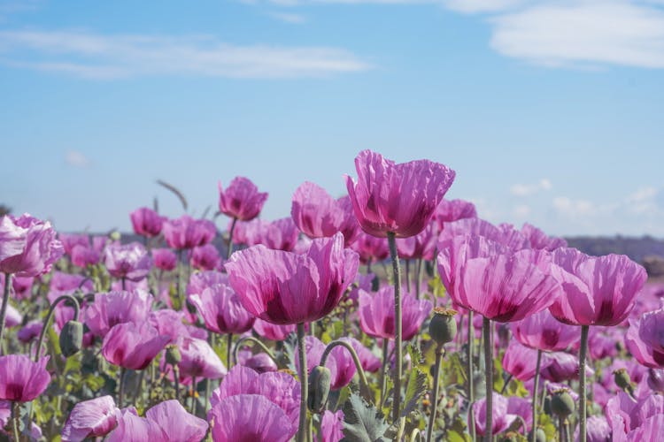 Hayfield Filled With Blooming Flowers