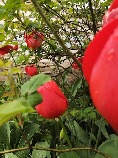 Fotos de stock gratuitas de flores bonitas, Flores de primavera, hermosa naturaleza