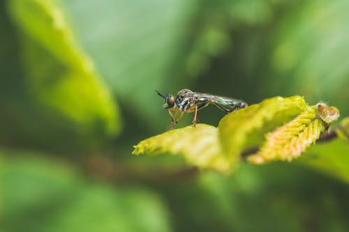 Close-Up Photo of Dragonfly Perching on Green Leaf