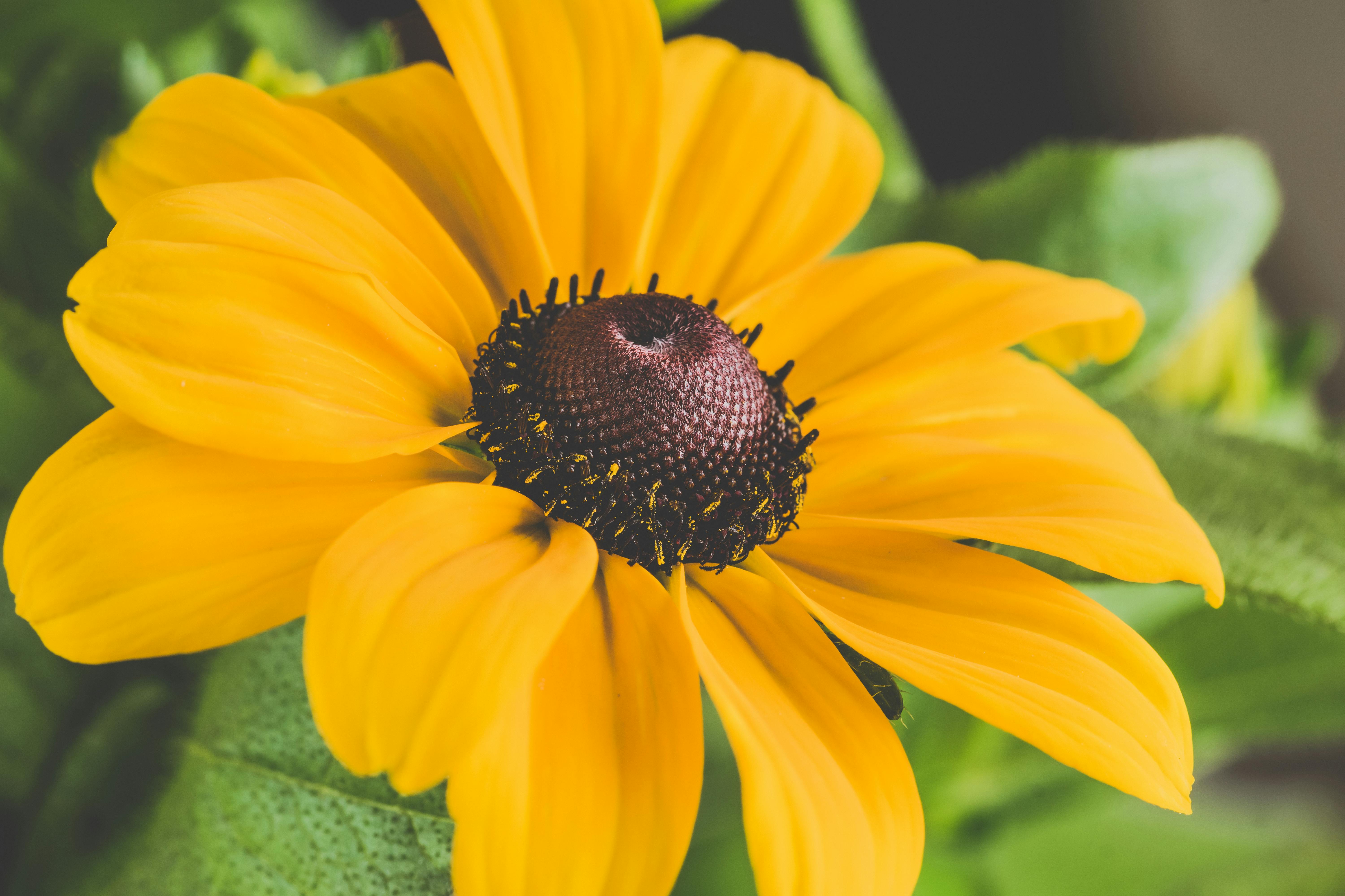 Yellow Petaled Flower · Free Stock Photo