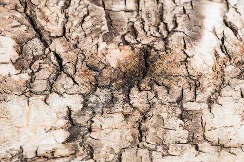 Free Brown Wood Surface Stock Photo