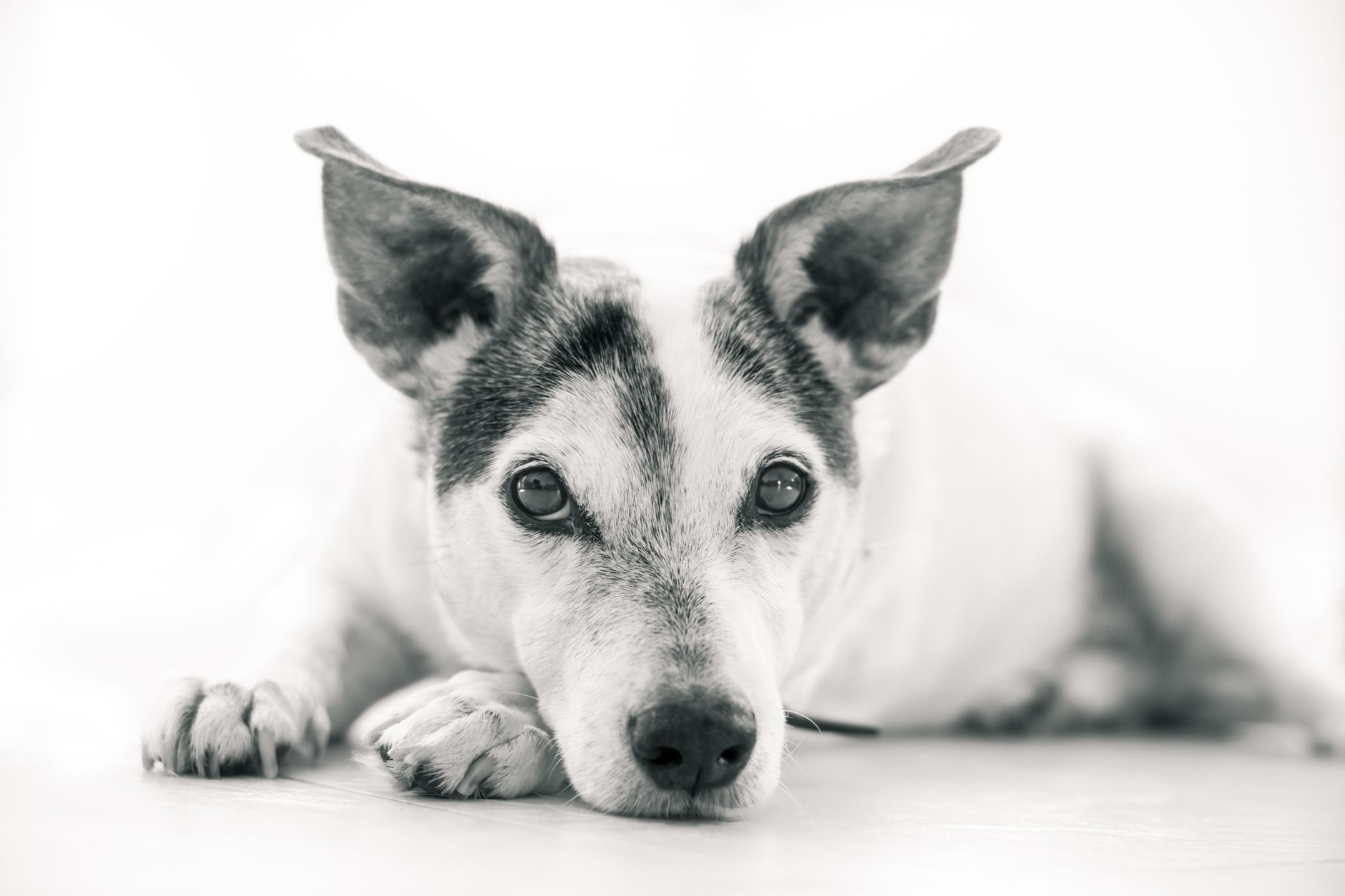Veterinary care for a dog