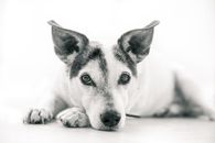 一张迷人的黑白图像中，一只放松的猎犬正躺下休息