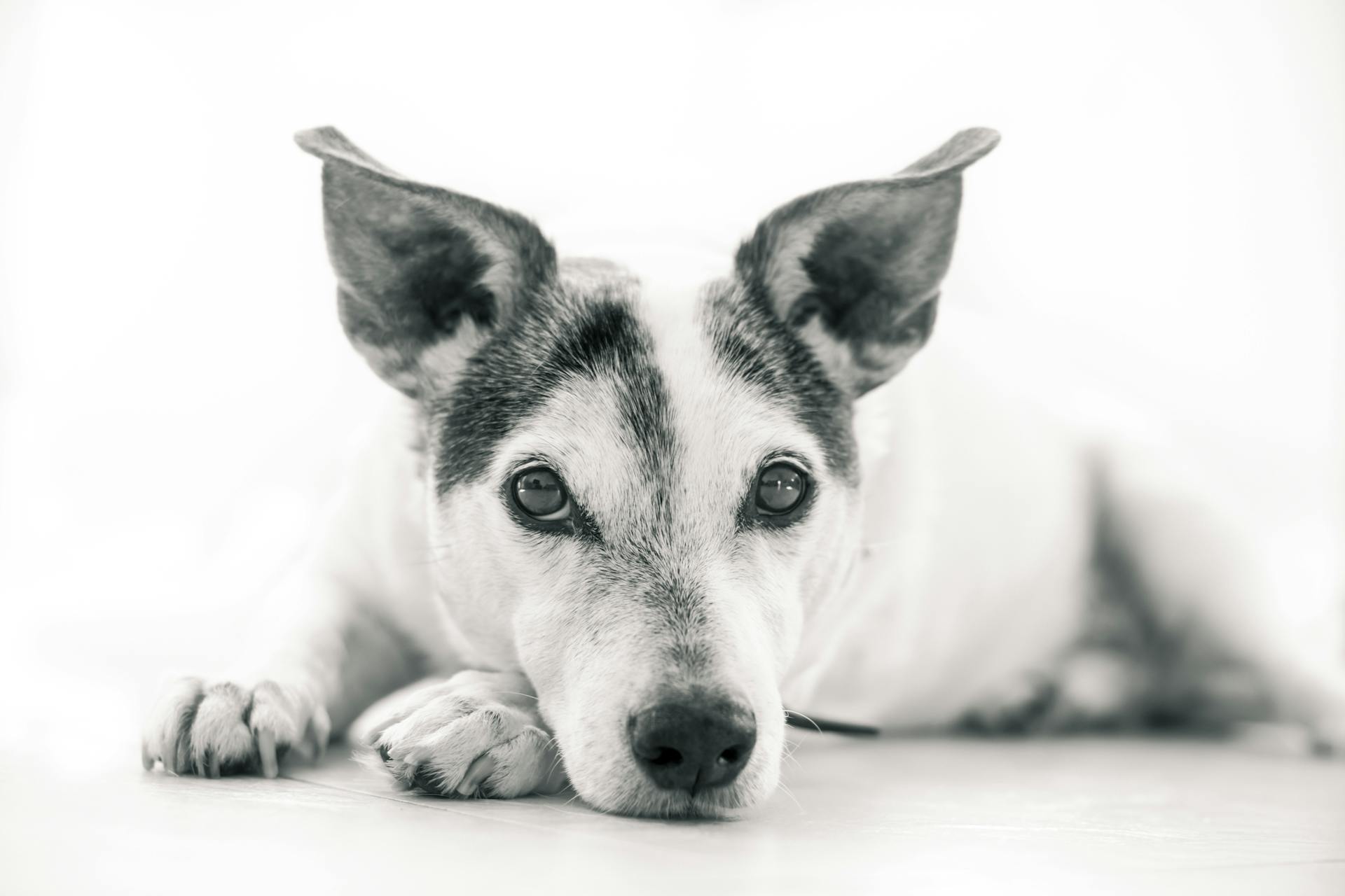 Photographie d'un chien à l'échelle de gris