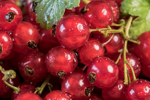 Vivid close-up of fresh, juicy red currants with water droplets, perfect for healthy eating themes.