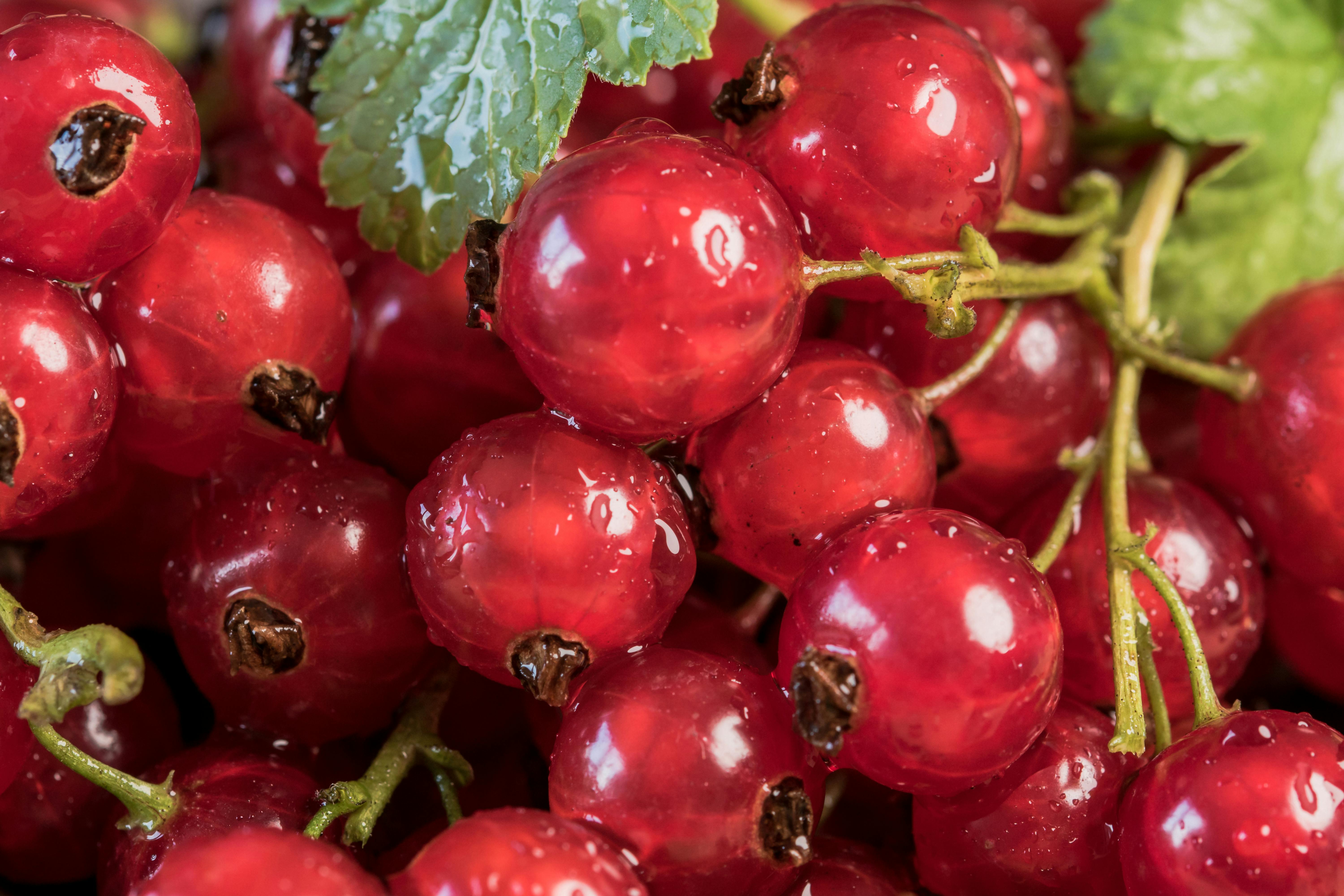 Nahaufnahmefoto Von Roten Beeren · Kostenloses Stock-Foto