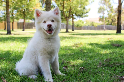 Ücretsiz Yeşil Alanda Kısa Kaplamalı Beyaz Köpek Stok Fotoğraflar