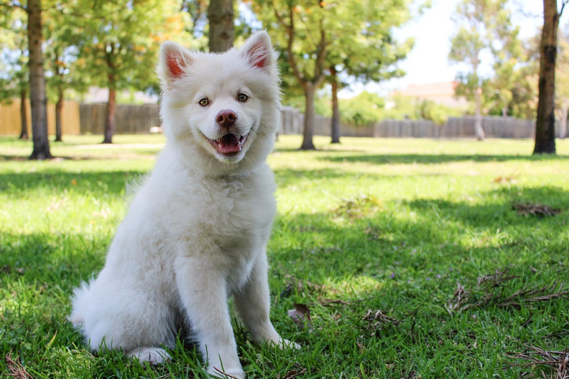 Short-coated White Dog on Green Field