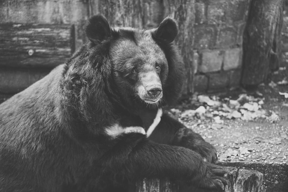 무료 나무에 곰의 흑백 사진 스톡 사진