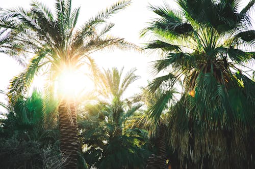 Drie Groene Palmbomen Van De Majesteit