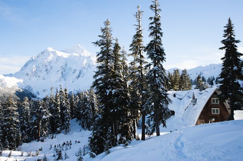 Wit En Bruin Huis Omgeven Door Bomen En Sneeuw