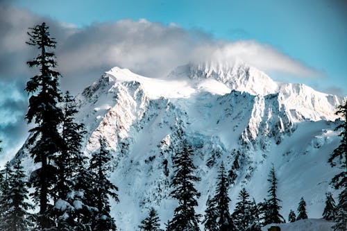 Photo of trees near snow mountain