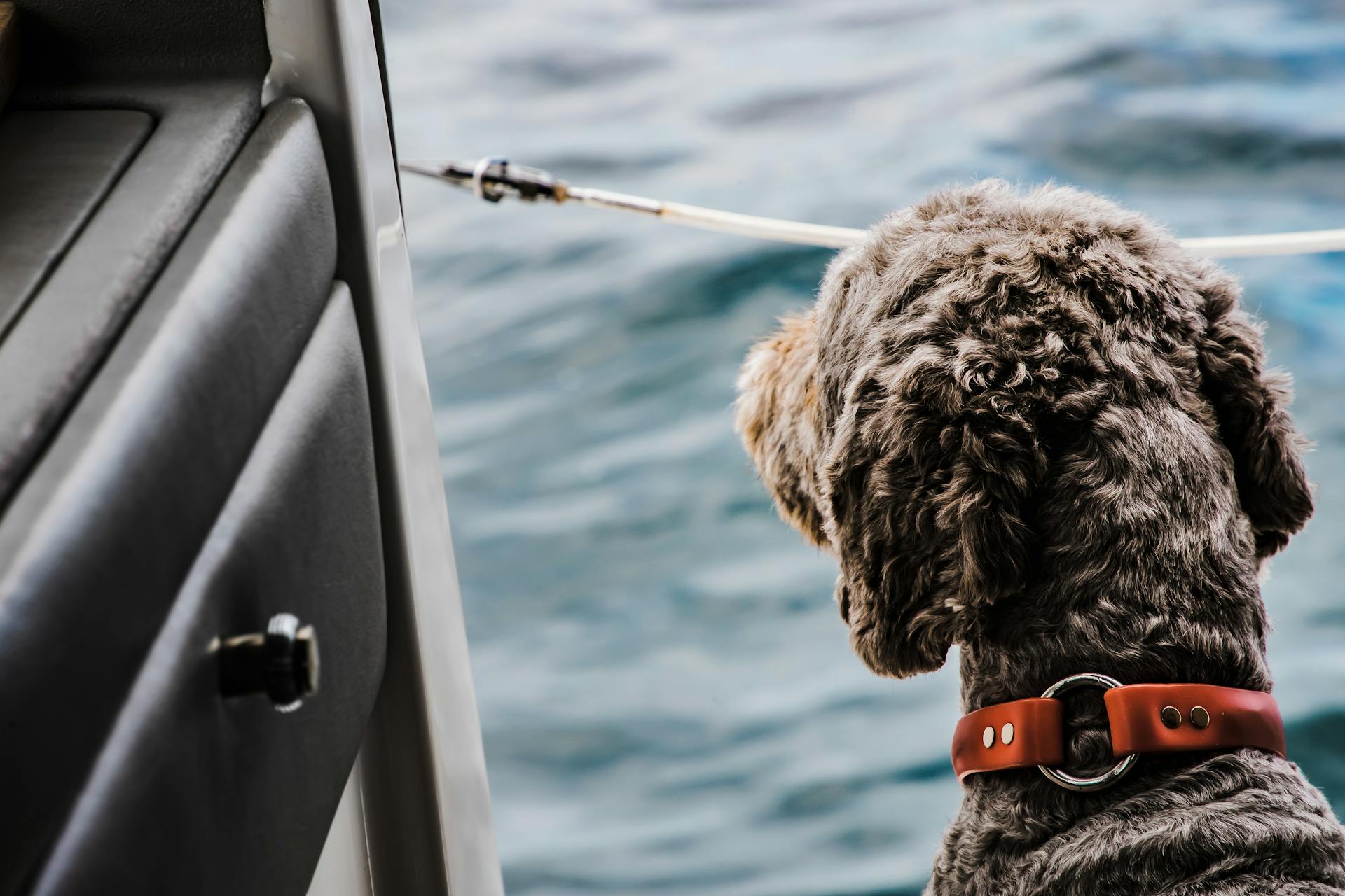 Photo of a gray dog facing body of water