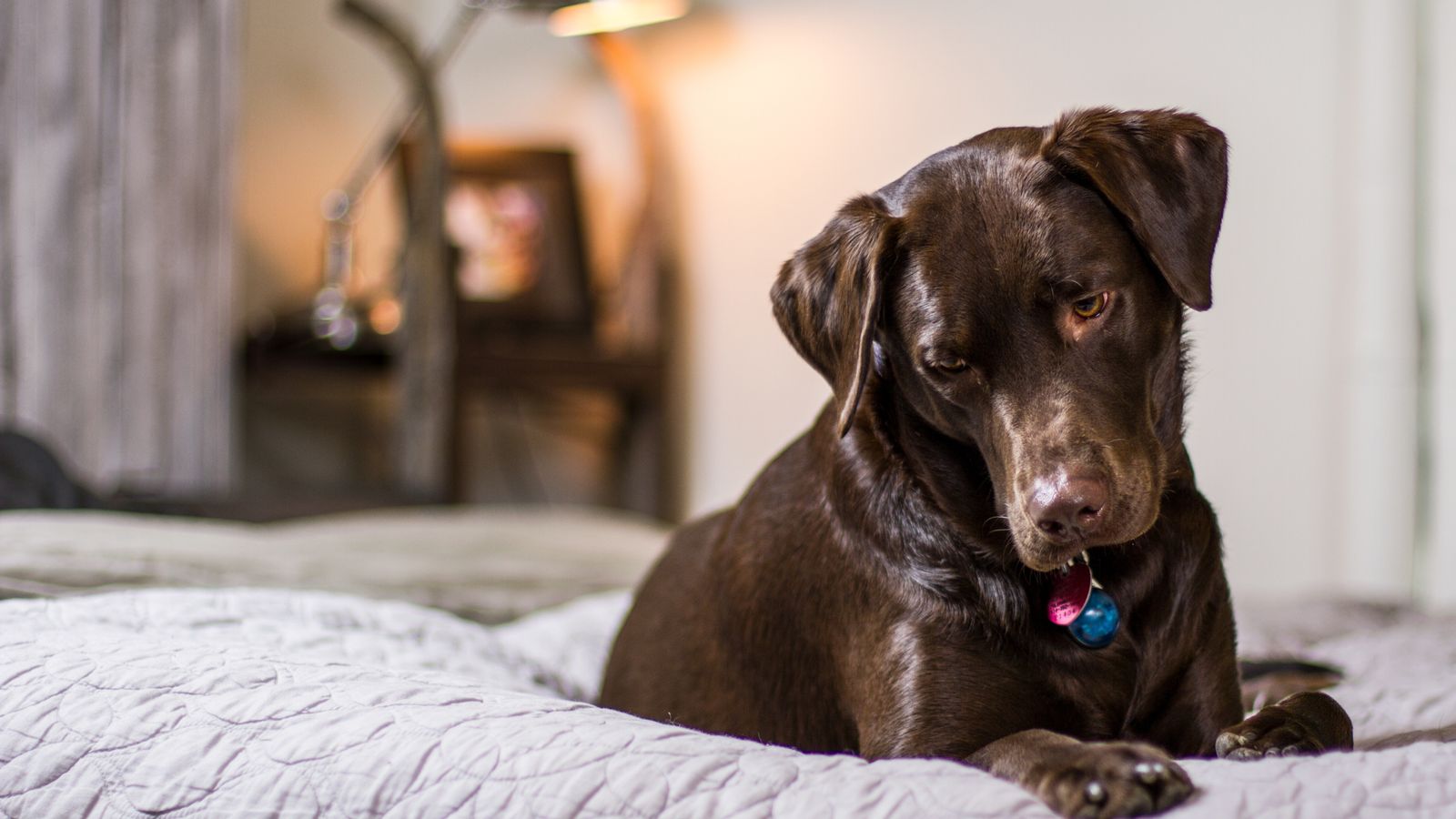 Dog relaxing calmly on a bed indoors
