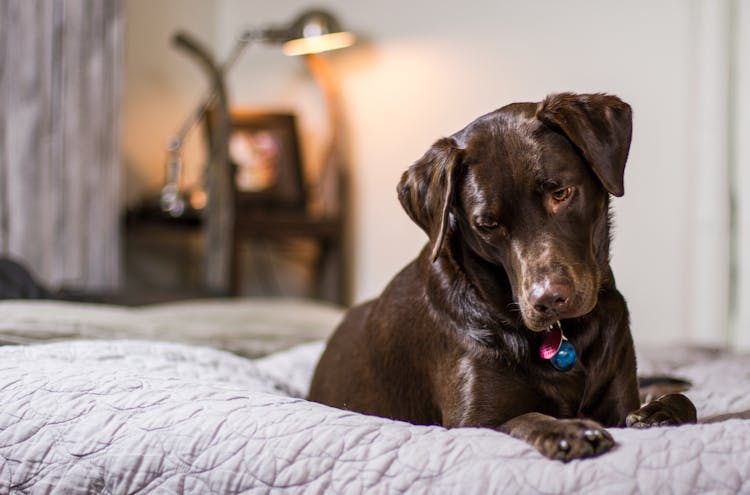 Close-up Of Dog Relaxing On Bed