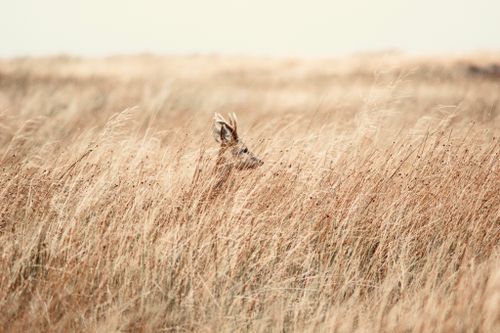 Free A lone deer camouflaged in a wind-swept field in Scotland, blending with nature. Stock Photo